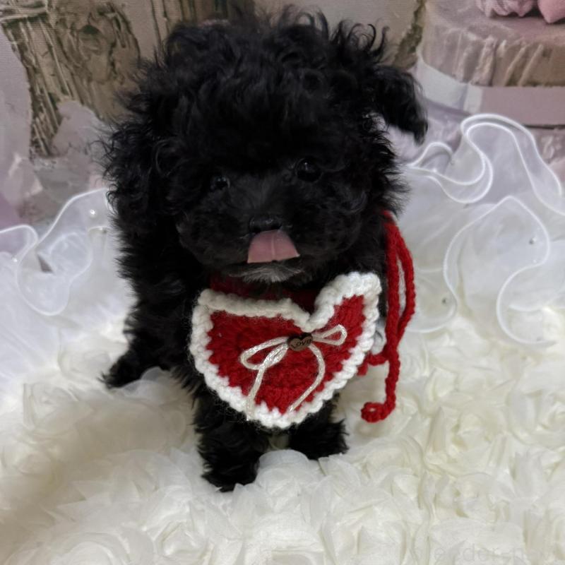 販売中の島根県のティーカッププードル-442696の6枚目