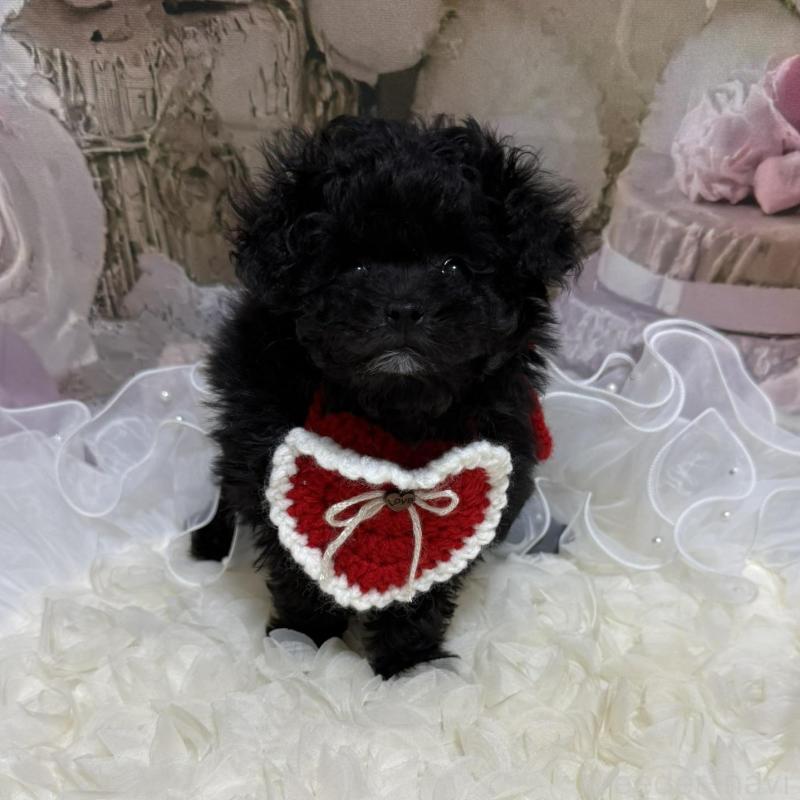 販売中の島根県のティーカッププードル-442696の5枚目