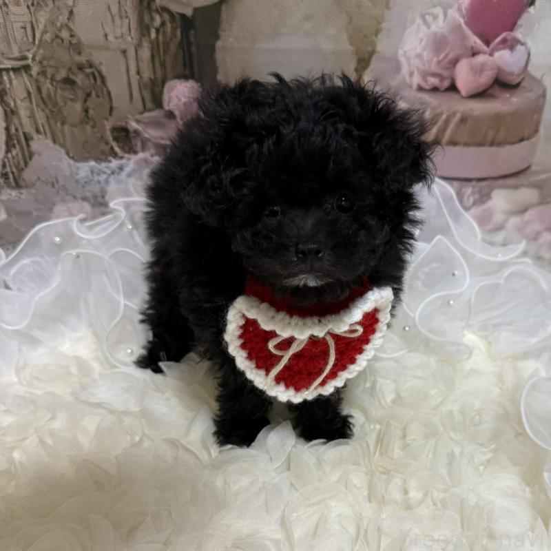 販売中の島根県のティーカッププードル-442696の4枚目