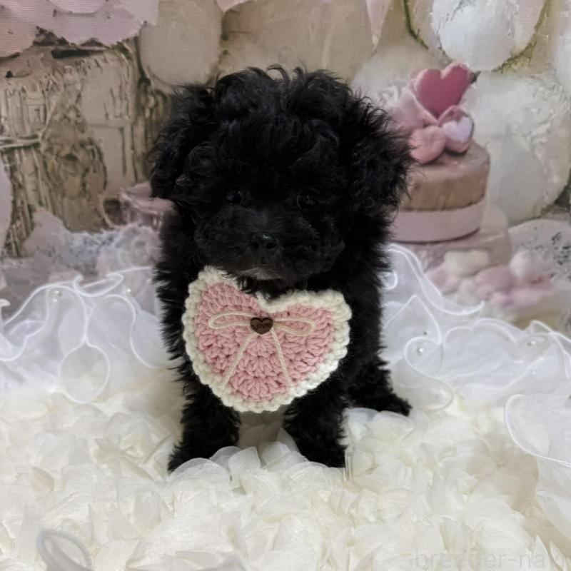 販売中の島根県のティーカッププードル-442696の3枚目