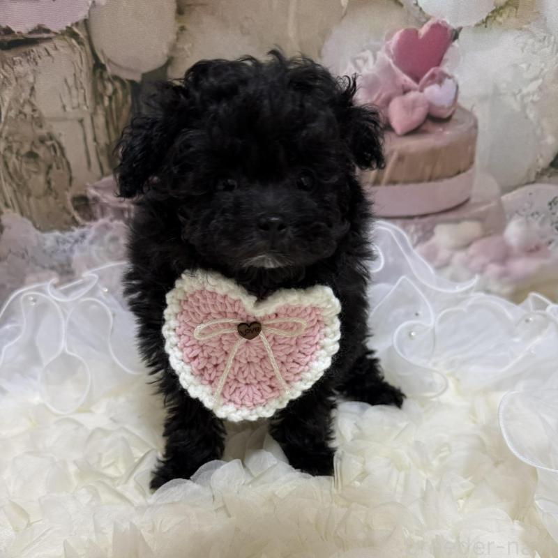 販売中の島根県のティーカッププードル-442696の2枚目