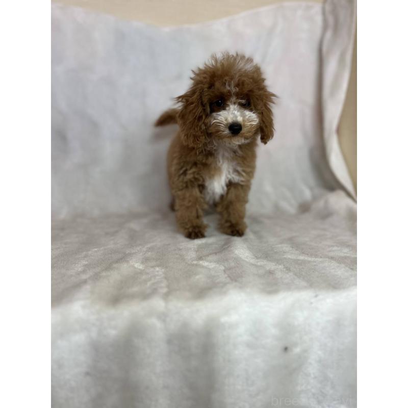 販売中の千葉県のトイプードル-442697の4枚目