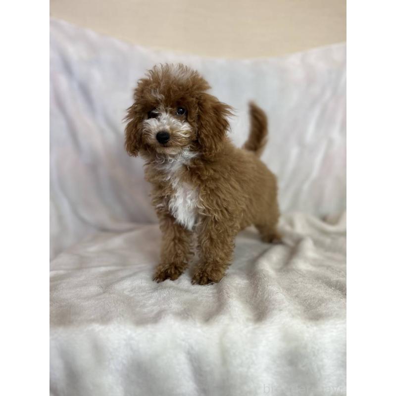 販売中の千葉県のトイプードル-442697の3枚目