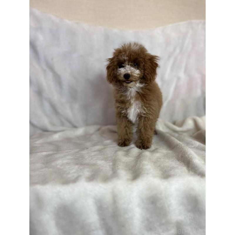 販売中の千葉県のトイプードル-442697の2枚目