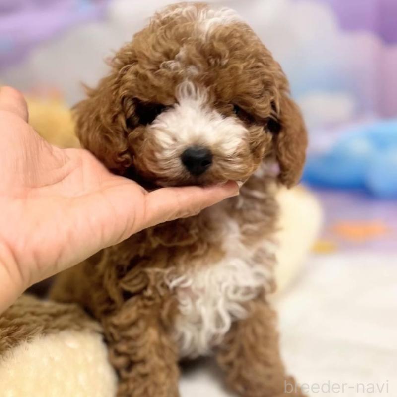 販売中の千葉県のトイプードル-442697の1枚目