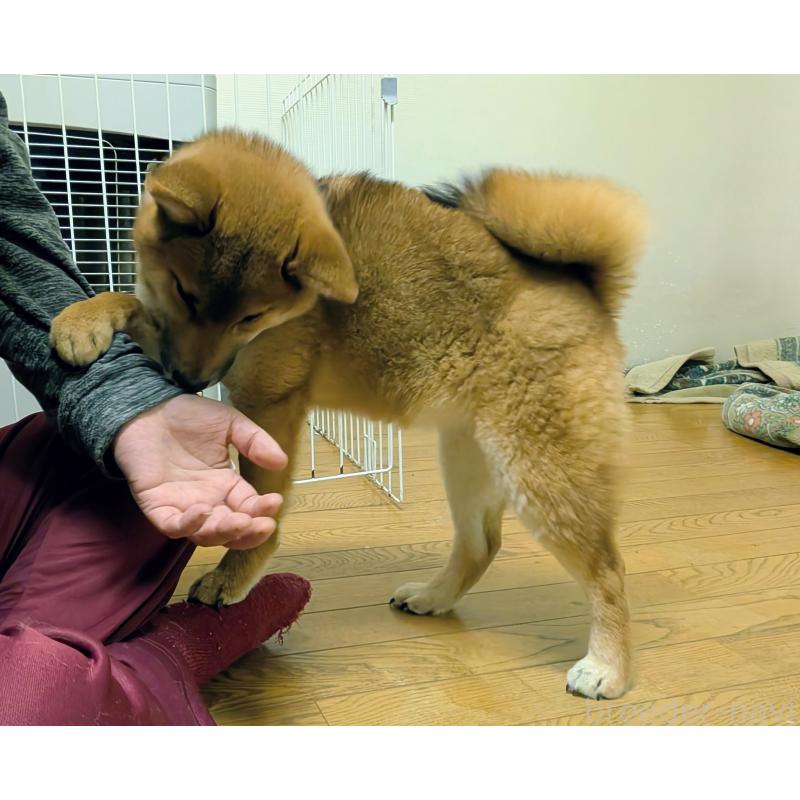 販売中の秋田県の柴犬-415240の5枚目
