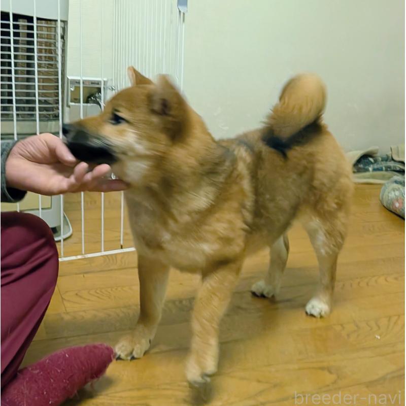 販売中の秋田県の柴犬-415240の4枚目