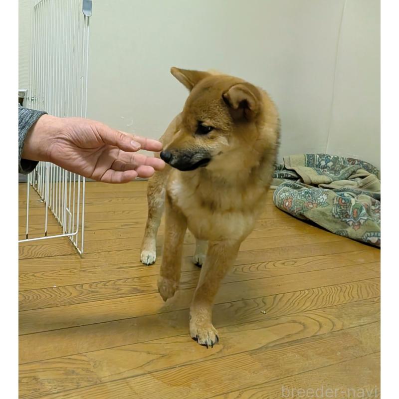 販売中の秋田県の柴犬-415240の3枚目