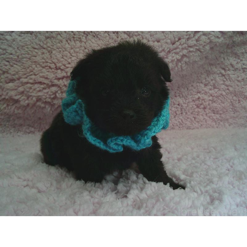 販売中の茨城県のポメプー:ポメラニアン×トイプードル-442699の1枚目