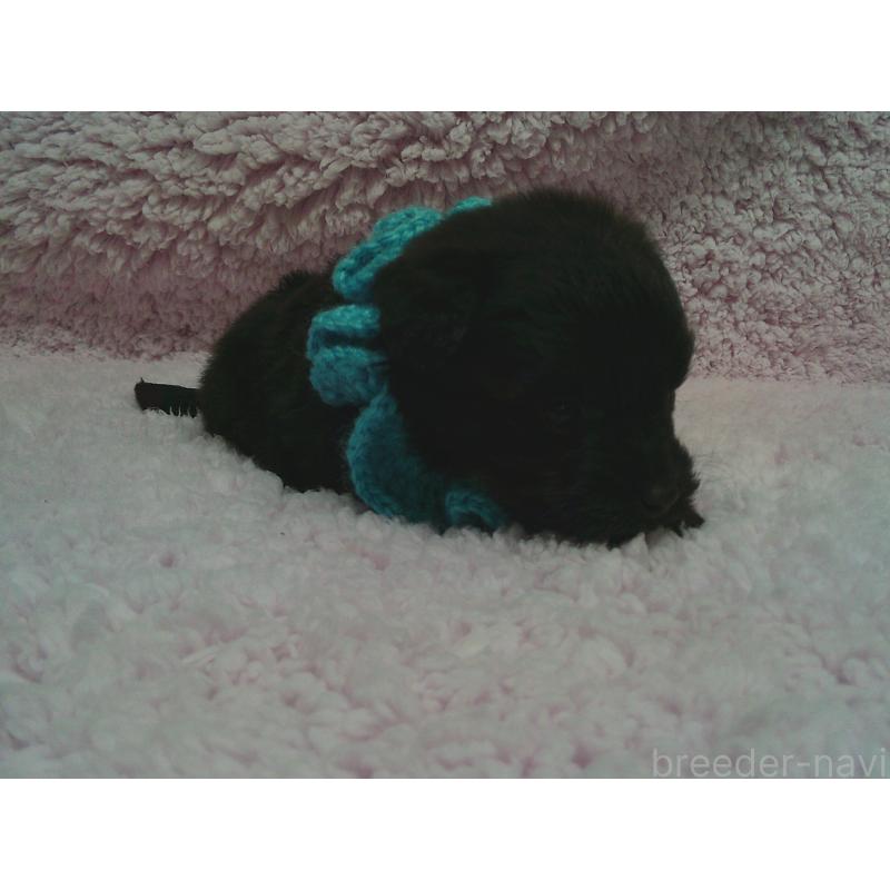 販売中の茨城県のポメプー:ポメラニアン×トイプードル-442699の2枚目