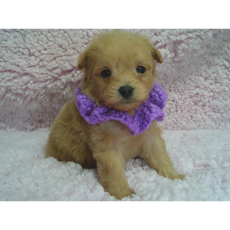 販売中の茨城県のポメプー:ポメラニアン×トイプードル-442700