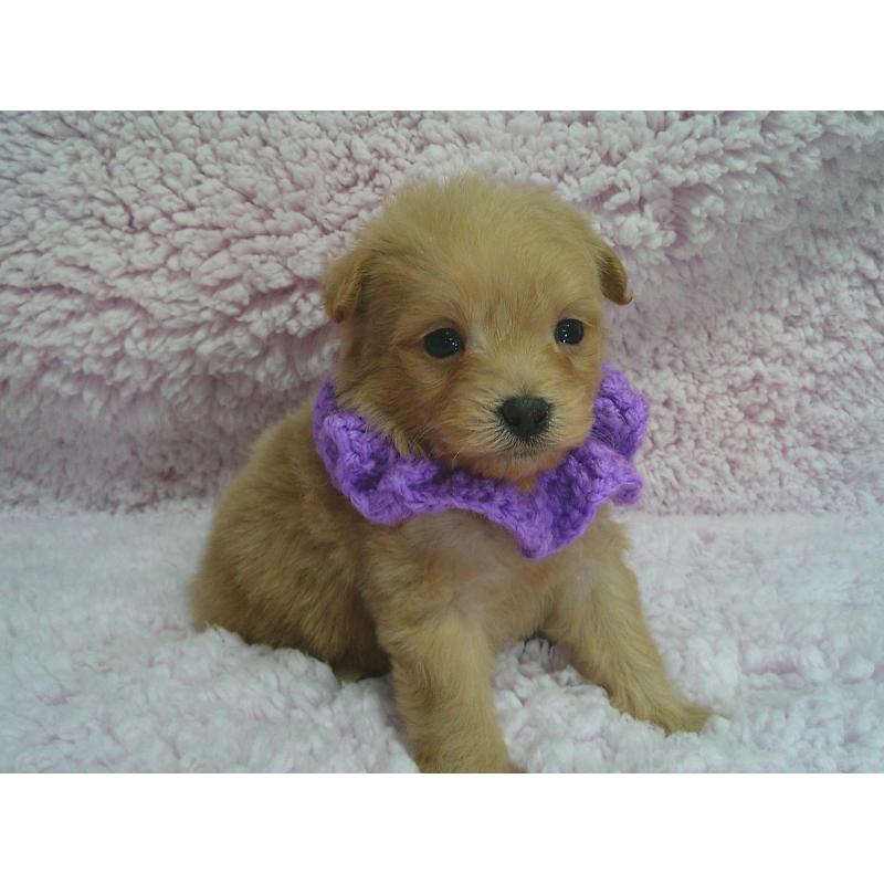 販売中の茨城県のポメプー:ポメラニアン×トイプードル-442700の2枚目