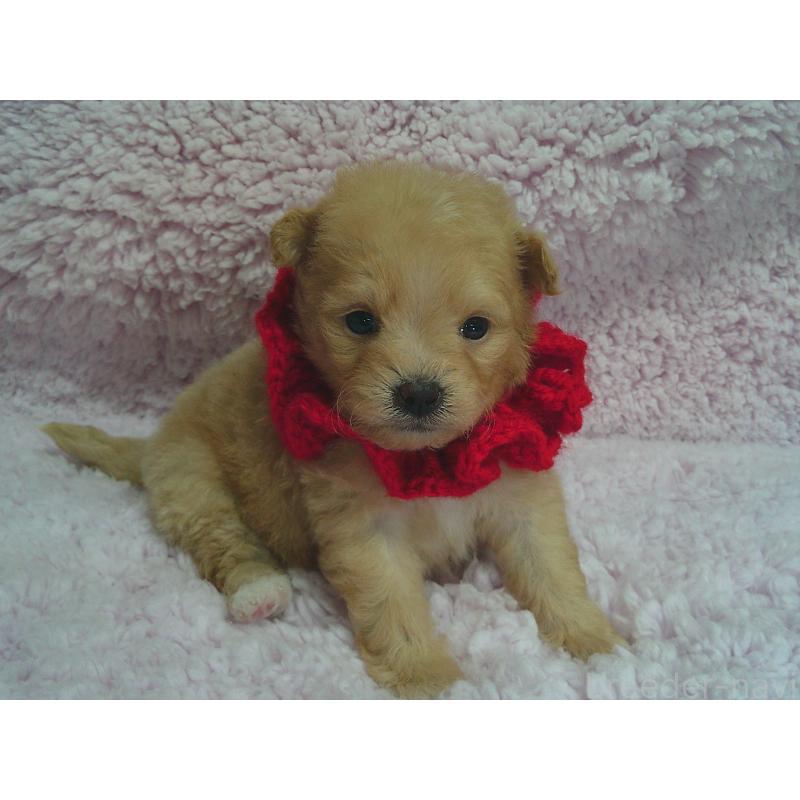 販売中の茨城県のポメプー:ポメラニアン×トイプードル-442701