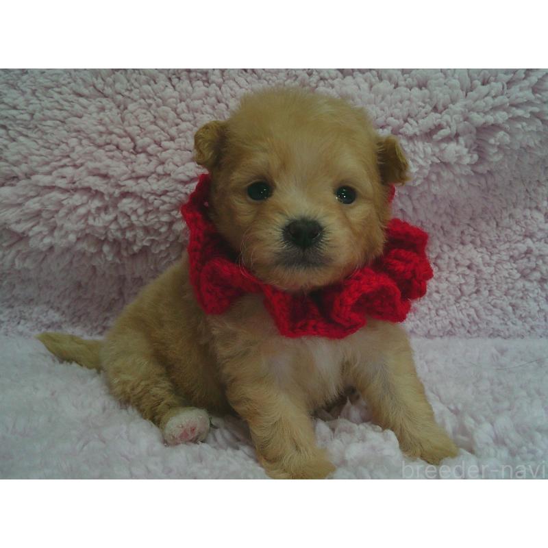 販売中の茨城県のポメプー:ポメラニアン×トイプードル-442701の2枚目