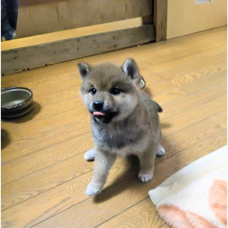 販売中の秋田県の柴犬-434428の5枚目