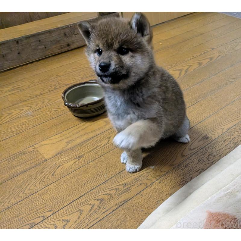 販売中の秋田県の柴犬-434428の4枚目