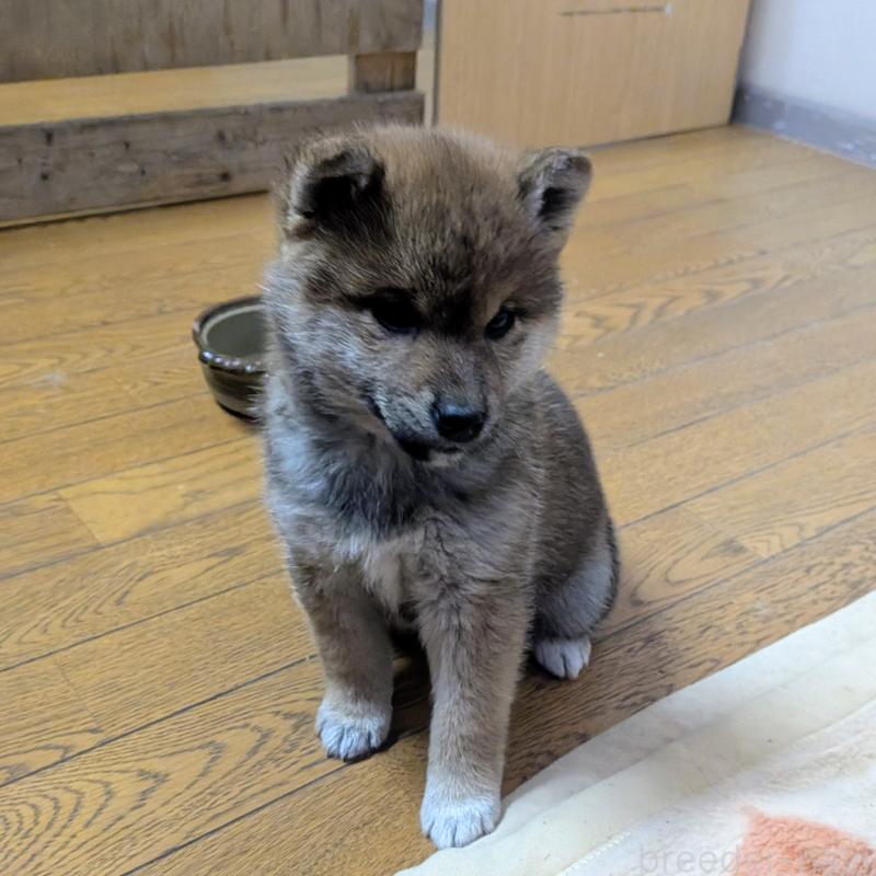 販売中の秋田県の柴犬-434428の3枚目