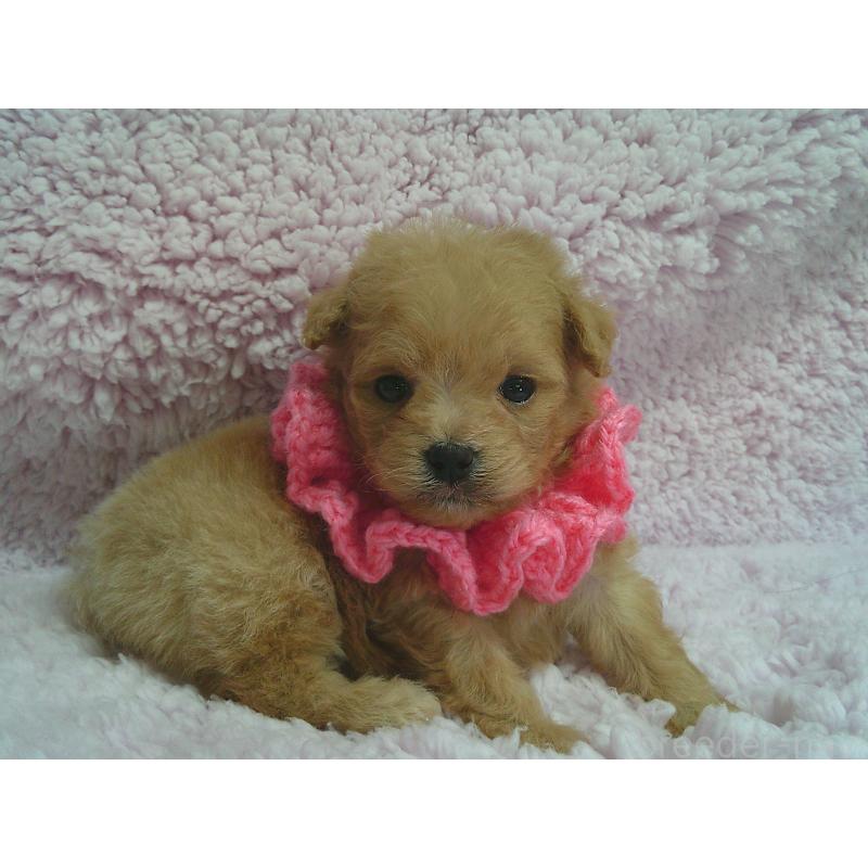 販売中の茨城県のポメプー:ポメラニアン×トイプードル-442702