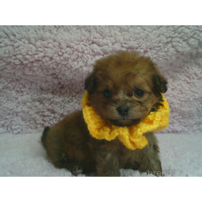 販売中の茨城県のポメプー:ポメラニアン×トイプードル-442703の1枚目