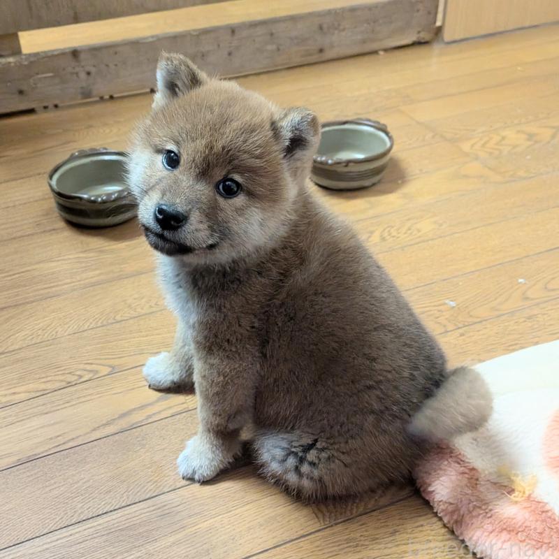 販売中の秋田県の柴犬-438718