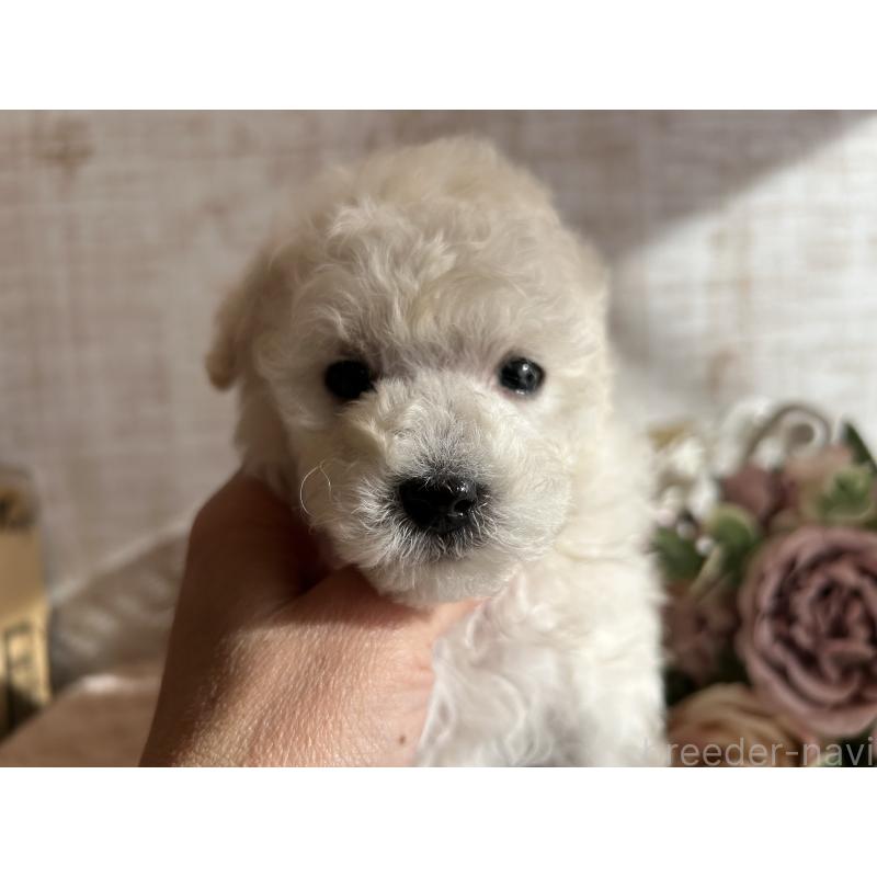 商談中の広島県のトイプードル-441187の10枚目