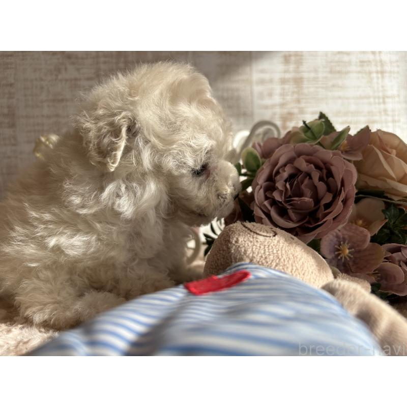 商談中の広島県のトイプードル-441187の9枚目