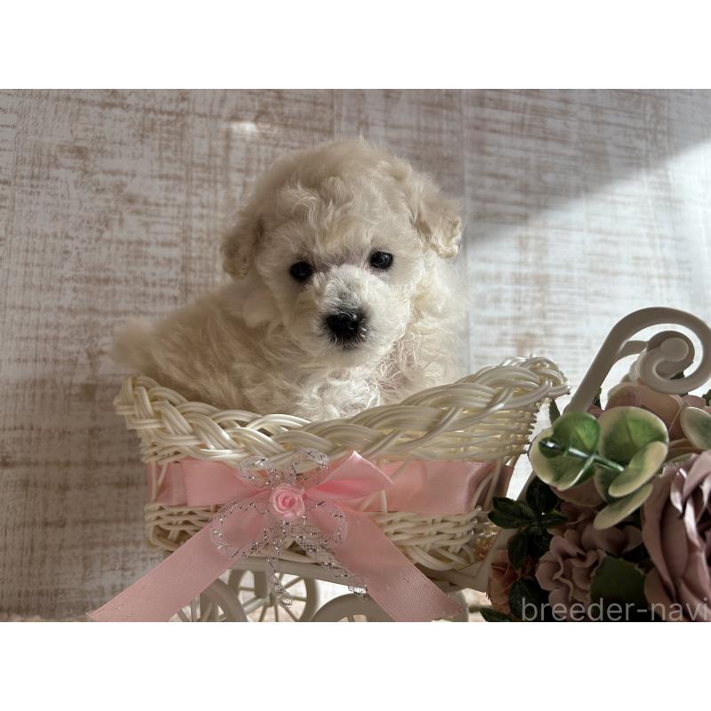 商談中の広島県のトイプードル-441187の8枚目