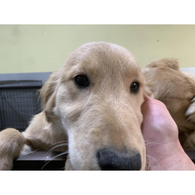 販売中の鹿児島県のゴールデンレトリーバー-425039の3枚目