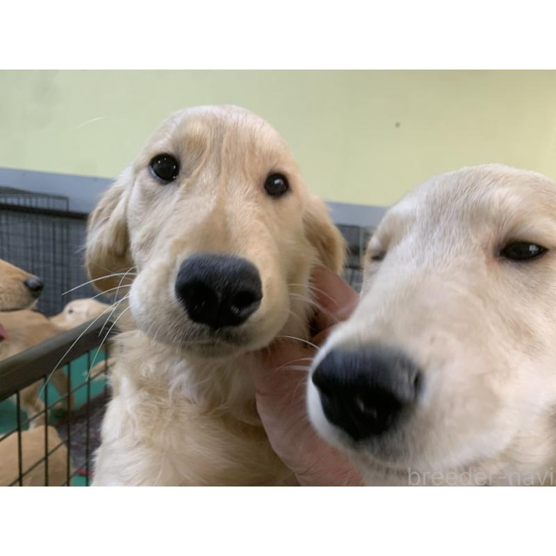 販売中の鹿児島県のゴールデンレトリーバー-425039の2枚目