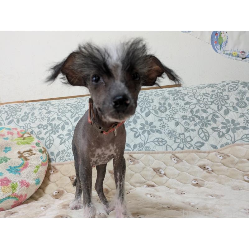 販売中の大分県のチャイニーズクレステッドドッグ-430945の10枚目