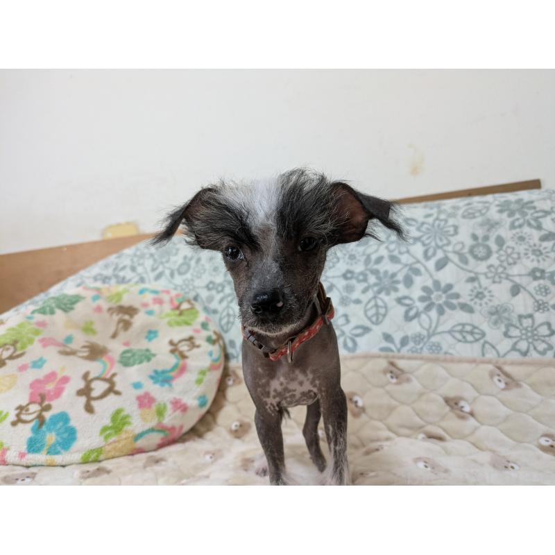 販売中の大分県のチャイニーズクレステッドドッグ-430945の9枚目