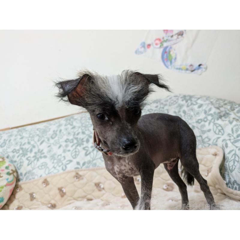 販売中の大分県のチャイニーズクレステッドドッグ-430945の8枚目