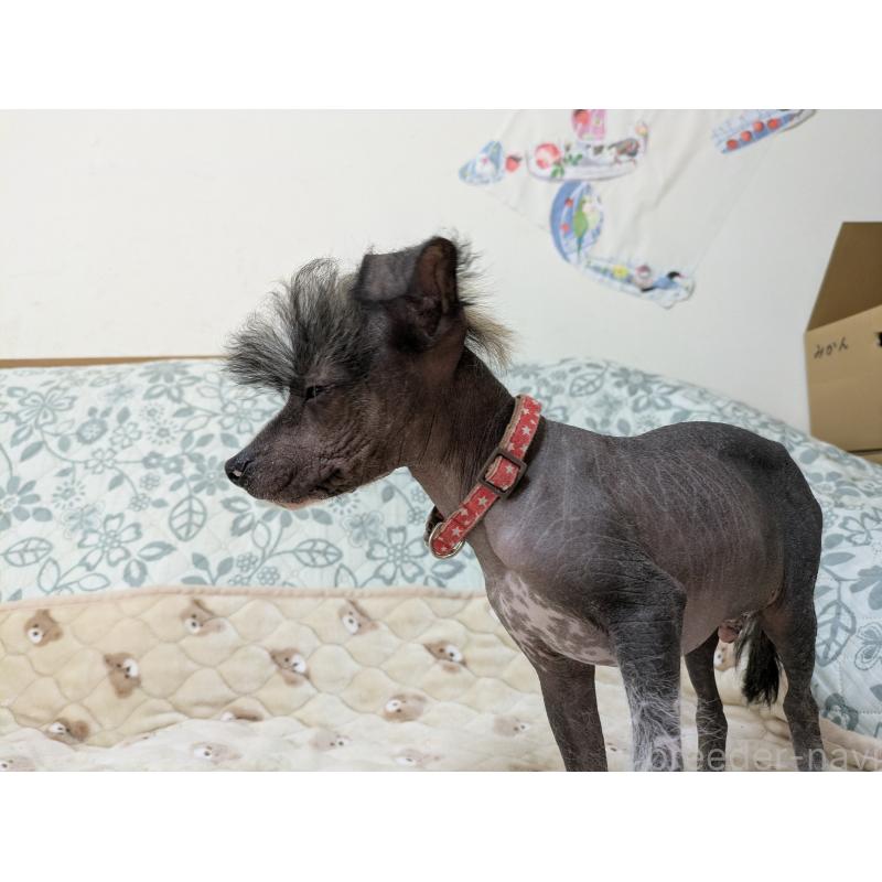 販売中の大分県のチャイニーズクレステッドドッグ-430945の7枚目