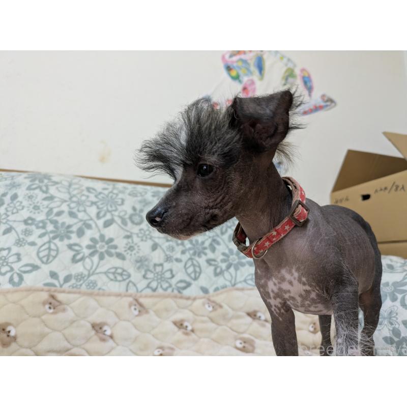 販売中の大分県のチャイニーズクレステッドドッグ-430945の6枚目