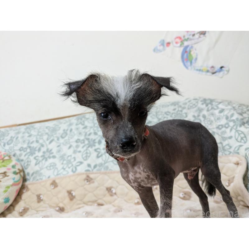 販売中の大分県のチャイニーズクレステッドドッグ-430945の5枚目
