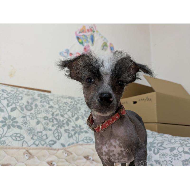 販売中の大分県のチャイニーズクレステッドドッグ-430945の3枚目