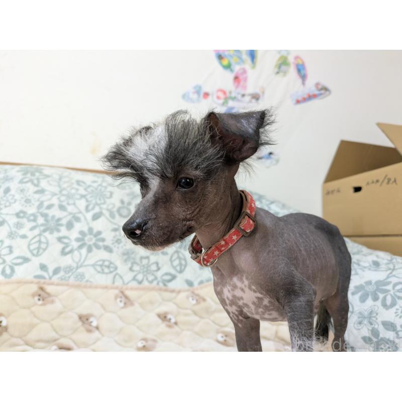 販売中の大分県のチャイニーズクレステッドドッグ-430945の2枚目