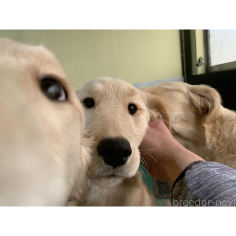 販売中の鹿児島県のゴールデンレトリーバー-425044の2枚目