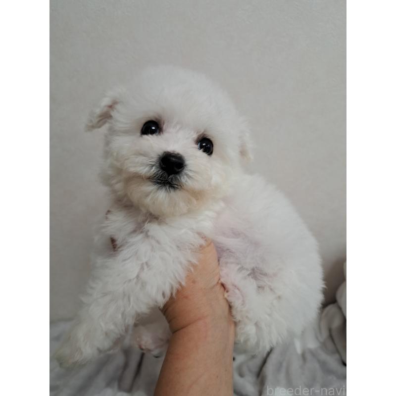 販売中の滋賀県のビションフリーゼ-442705の2枚目