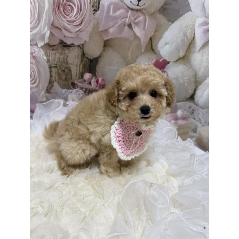 販売中の島根県のタイニープードル-442707の19枚目