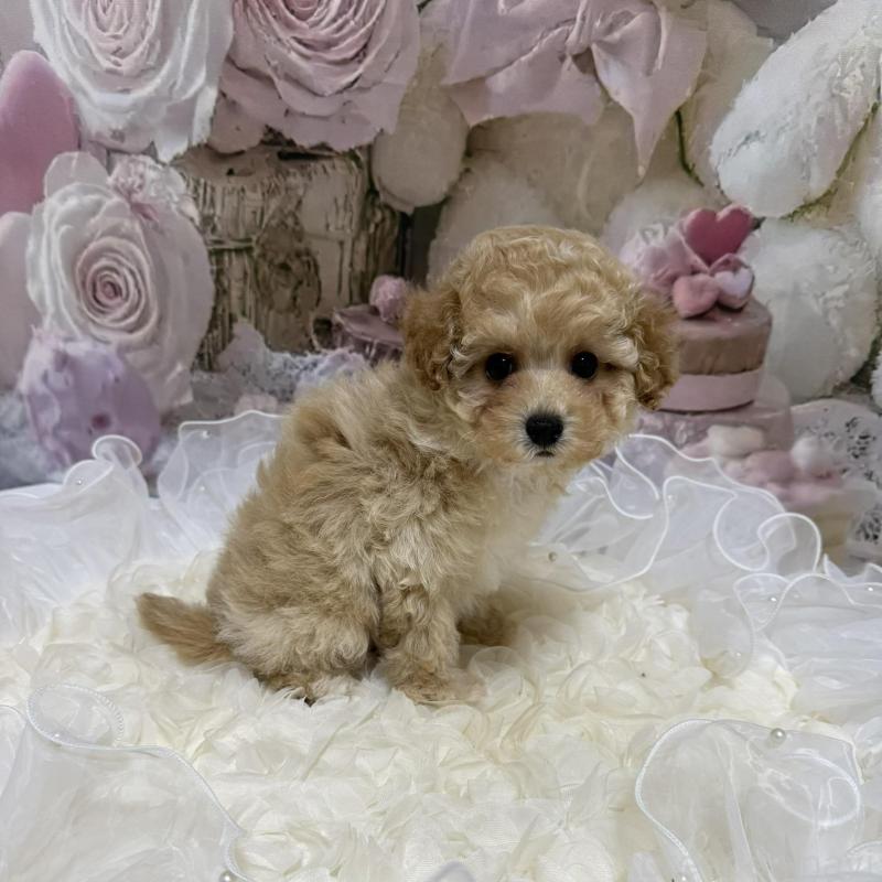 販売中の島根県のタイニープードル-442707の18枚目