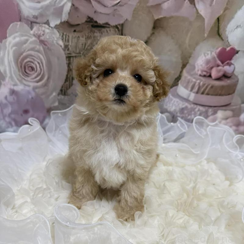 販売中の島根県のタイニープードル-442707の16枚目