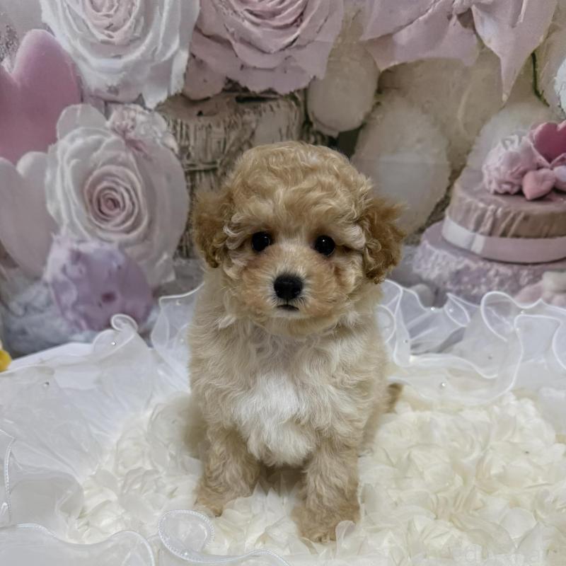 販売中の島根県のタイニープードル-442707の14枚目