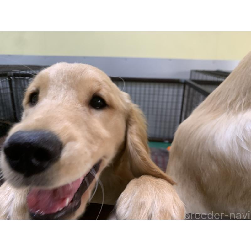 販売中の鹿児島県のゴールデンレトリーバー-442706の2枚目