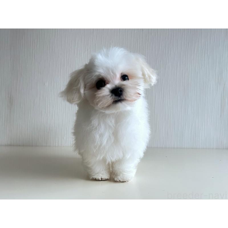 成約済の富山県のマルチーズ-426506の5枚目