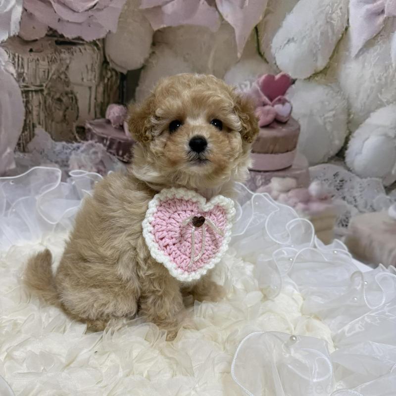 販売中の島根県のタイニープードル-442707の11枚目