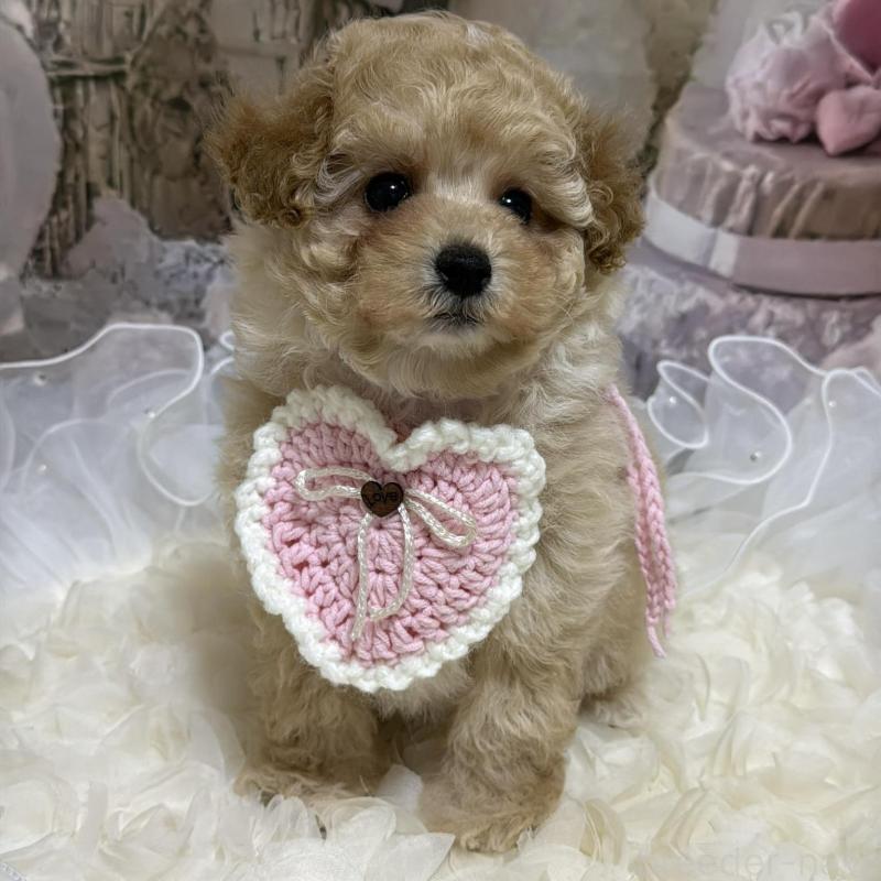 販売中の島根県のタイニープードル-442707の10枚目