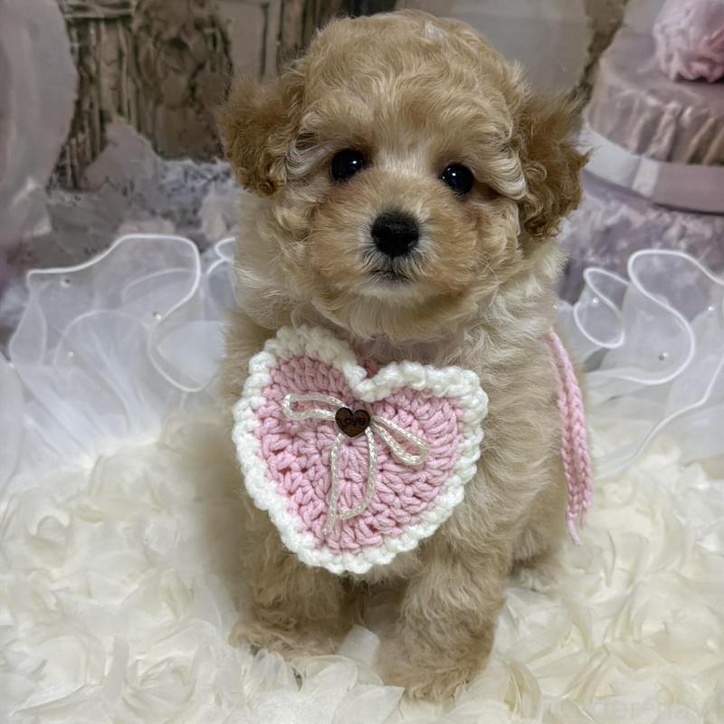 販売中の島根県のタイニープードル-442707の9枚目