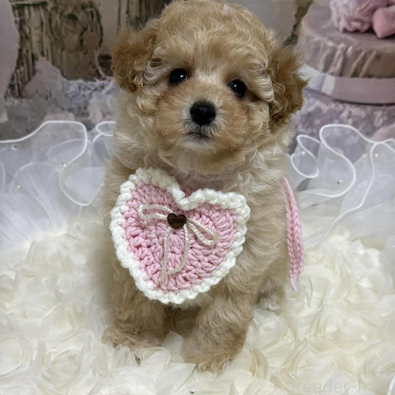 販売中の島根県のタイニープードル-442707の8枚目