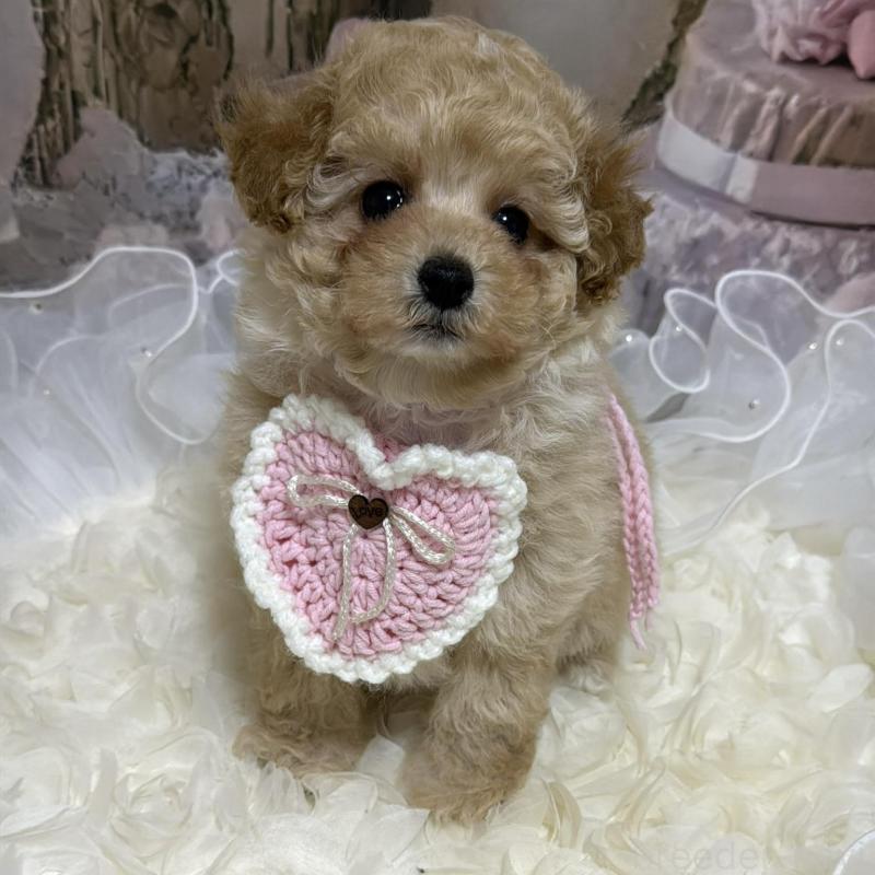 販売中の島根県のタイニープードル-442707の7枚目